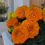 Apartmán Apartments,vila Sarandë