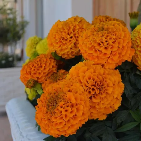 Apartment Apartments,vila Sarandë